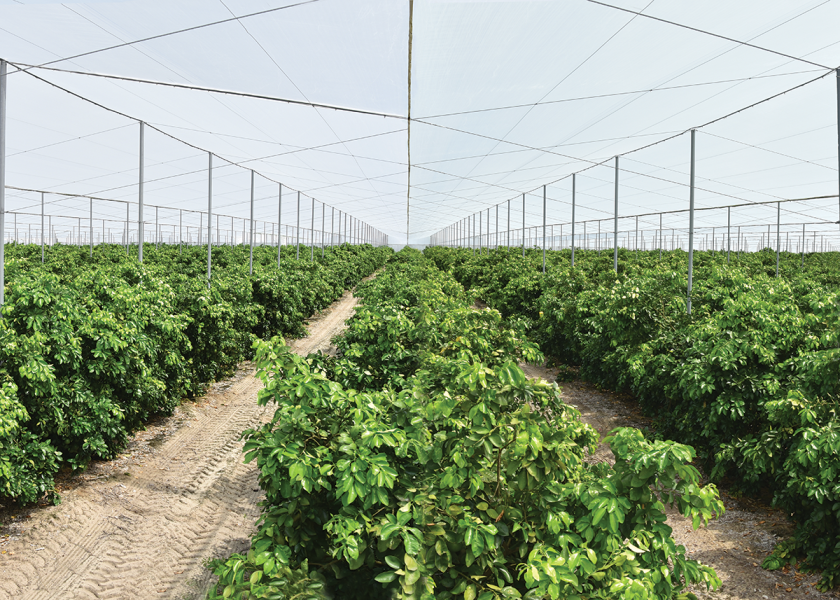 Dundee Citrus Growers Association, a Dundee, Fla.-based cooperative of more than 200 growers, is expanding its Citrus Under Protective Screen, or CUPS, acreage with a new, 500-acre planting, says CEO Steven Callaham. The planting will boost the co-op’s CUPS acreage to 1,000. The CUPS system is being developed as an immediately available, interim solution for citrus greening, he says.