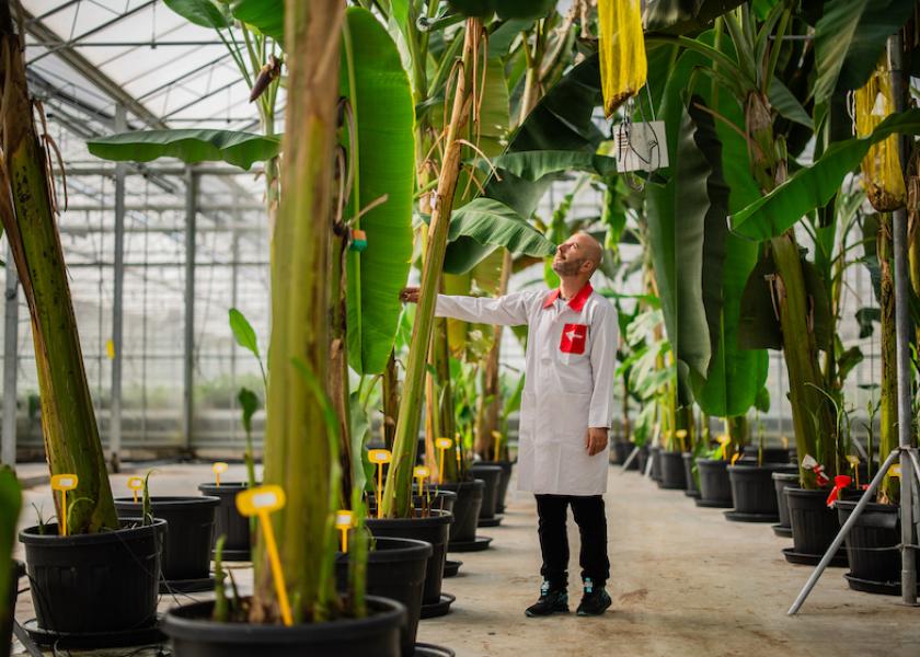 With other allies, Chiquita is developing banana varieties resistant to disease.