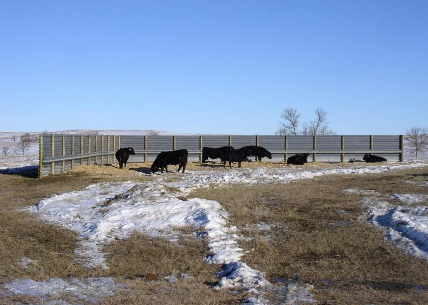Cattle using a fabricated windbreak in north western South Dakota