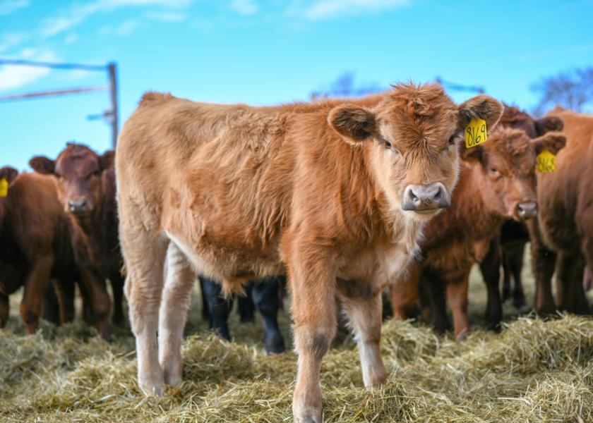 Operators considering backgrounding calves this fall may take a serious look at marketing their steer calf crop and retaining feeder heifers for sale in 2024 as yearlings.