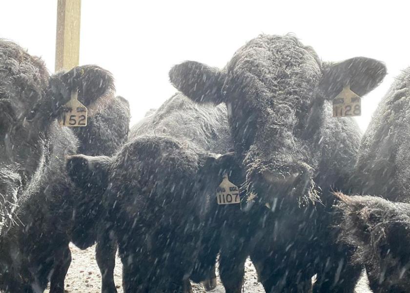 Bulls are often a part of the cow herd that slips through the cracks during the winter months as breeding seasons end. Bull management strategies can impact a bull’s performance in the upcoming breeding season.