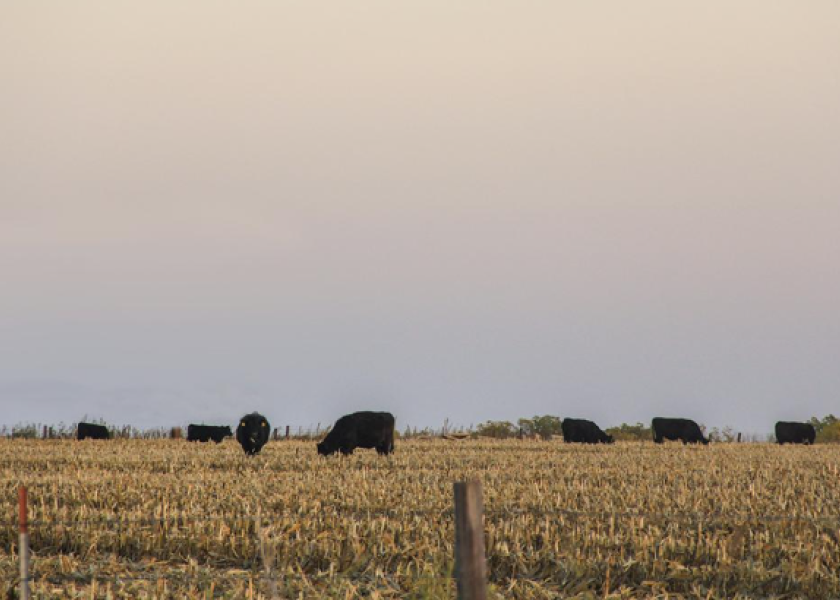 This low-cost feed option can get the herd off pastures and save harvested forages for winter.