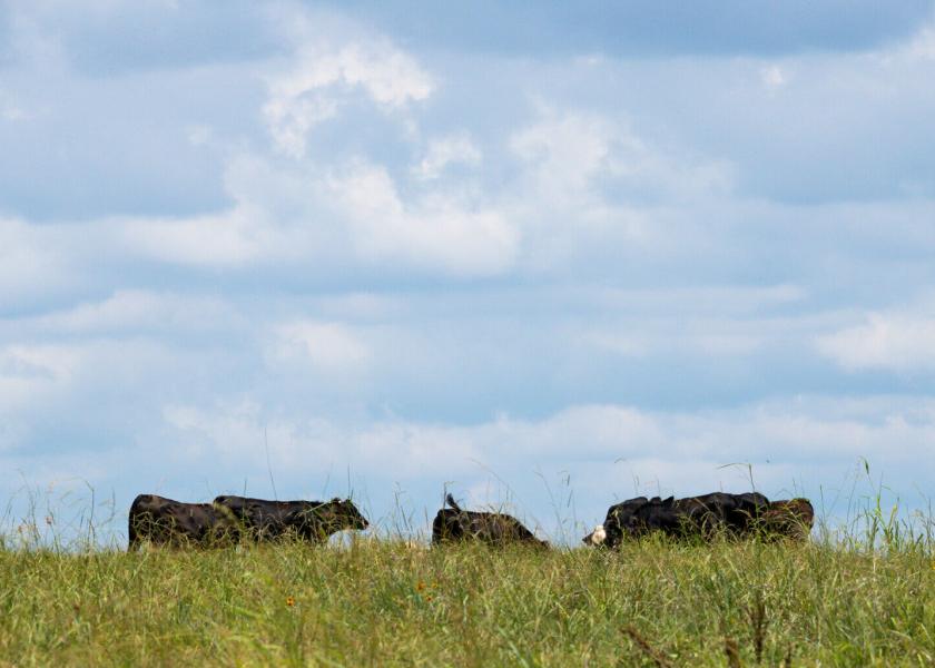 Cattle grazing at the Noble Research Institute Ranches. 