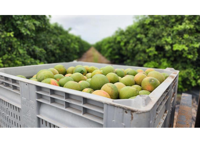 Sumo Citrus doubles harvest and expands distribution in 2023