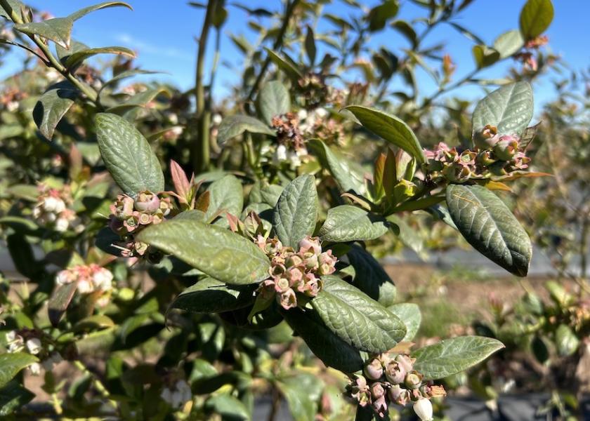 70% fruit set on Chilean blueberries still developing for harvest later in the year. Photo courtesy of Wish Farms