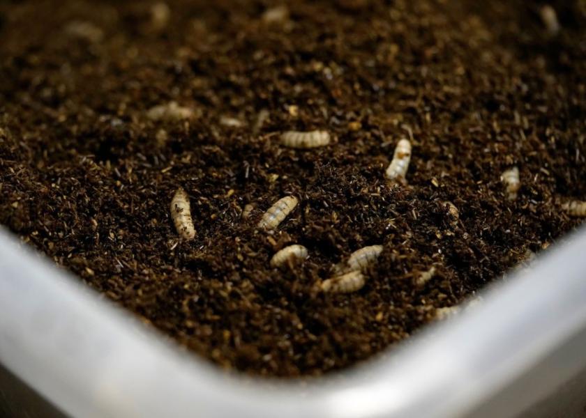 Thousands of black soldier fly larvae will be placed in tubs with dairy manure to test their ability to consume waste and transform it into safe protein feed ingredients for livestock and fish. 
