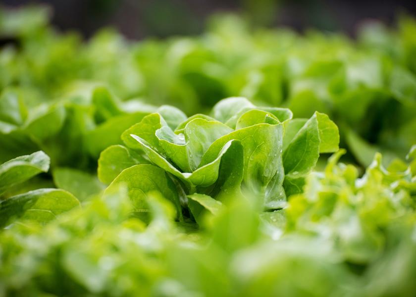 “Right now, Arizona farms are actively growing and harvesting all leafy greens from iceberg and romaine to spinach and spring mix,” said Teressa Lopez, administrator of the Arizona LGMA program.