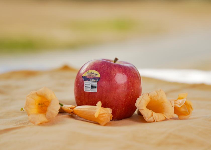 CMI Orchards touts premium Ambrosia Gold apples The Packer