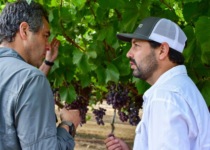 Bloom Fresh says it's taking proactive measures to safeguard table grape production as El Niño threatens vineyards across the globe.