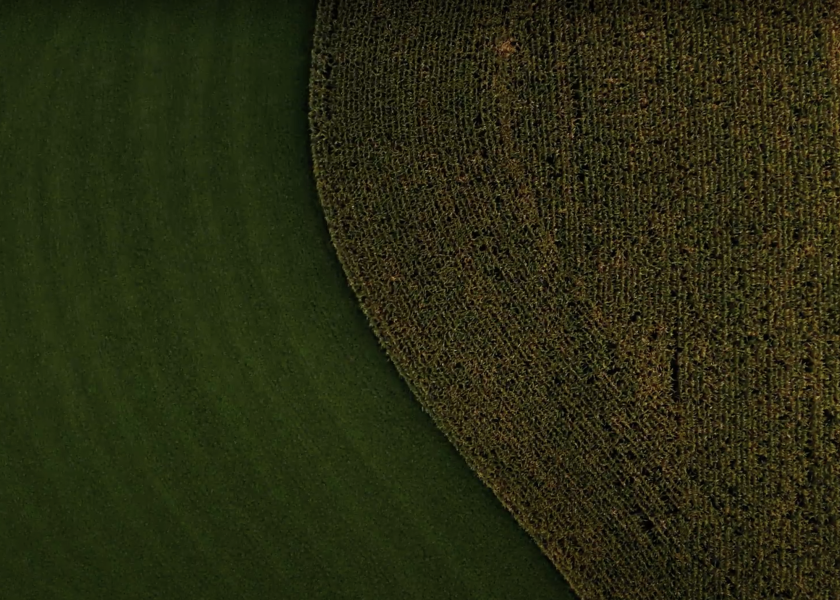 Overhead shot of Iowa cornfield