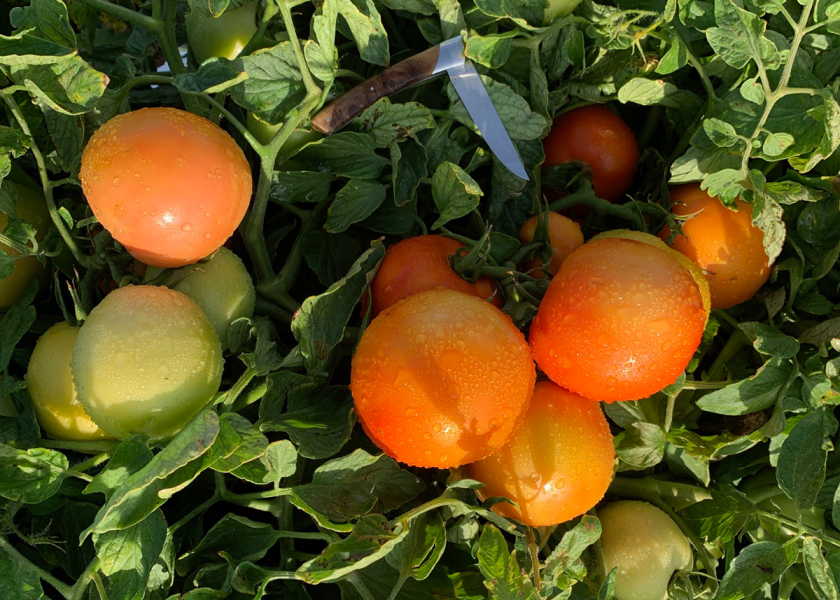Compact tomatoes developed by the University of Florida are machine harvestable and could be a significant labor saver for tomato growers, says Jack Rechcigl, director of the university’s Wimauma-based Gulf Coast Research and Education Center. 