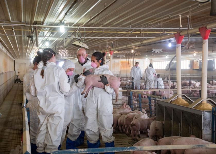To help address a shortage of veterinarians nationwide, animal science or dairy science students interested in production animal medicine can apply for the new Production Animal - Veterinary Early Acceptance Program. The program is a partnership between Iowa State's Department of Animal Science and College of Veterinary Medicine.