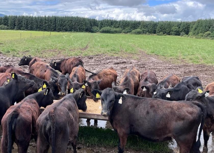 Liver abscesses in finished beef-cross cattle continue to frustrate feeders and packers. Severe liver abscesses  negatively impact cattle performance in a number of ways. 