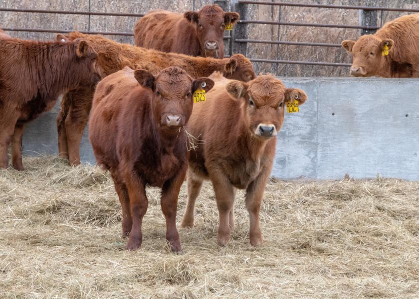 Although U.S. cattle inventories declined, following widespread drought, cattle feeding margins are not as wide as in the previous period of low cattle inventories. Here's some management strategies to consider.