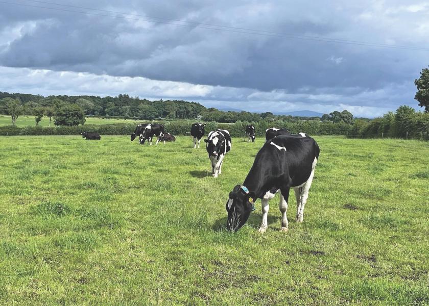 With tempered climates, enthusiastic producers and a strong relationship with China, dairy leads the way for exports in Ireland.