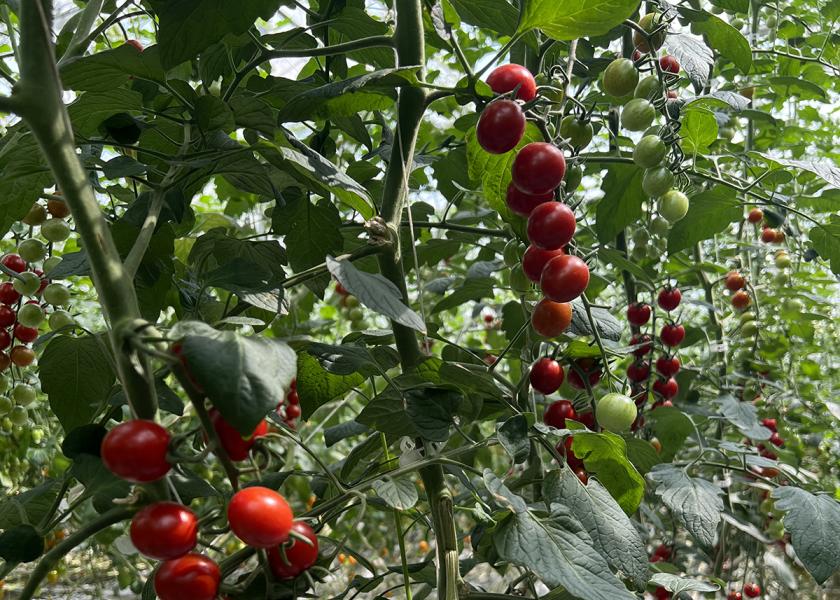 Nature Fresh Farms expands tomato production to California The Packer