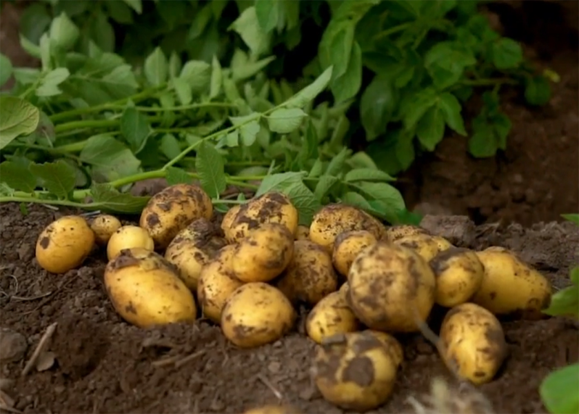 The Idaho fresh potato crop is up this season.
