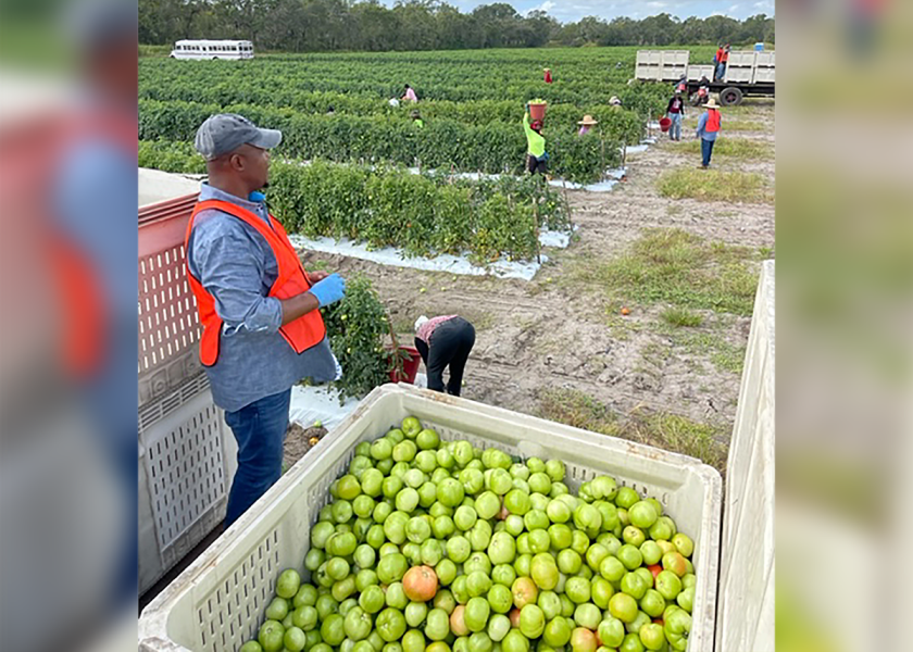 Workers harvest tomatoes for West Coast Tomatoes, Palmetto, Fla. “From a national security perspective, it’s nice to have produce grown in Florida in the wintertime,” says Bob Spencer, president.