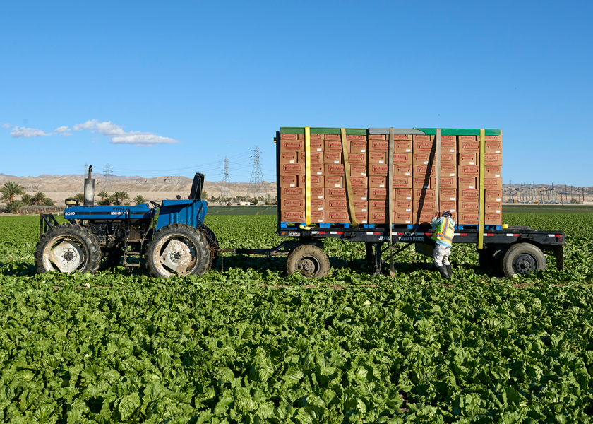 Ocean Mist Farms in Castroville, Calif., reserves Coachella Valley as its primary winter growing region due to its abundant resources and ideal winter climate. Shown is an iceberg lettuce harvest.