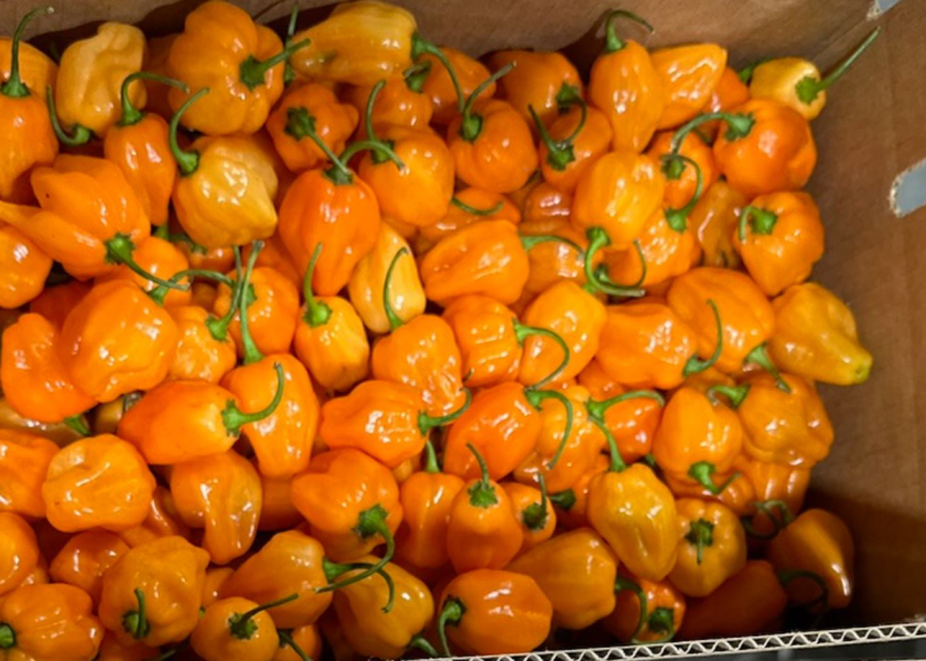 Rich River Produce specializes in chili peppers and other hot pepper varieties. Besides hot peppers, the company also has good supplies of bell peppers, cucumbers and roma tomatoes.