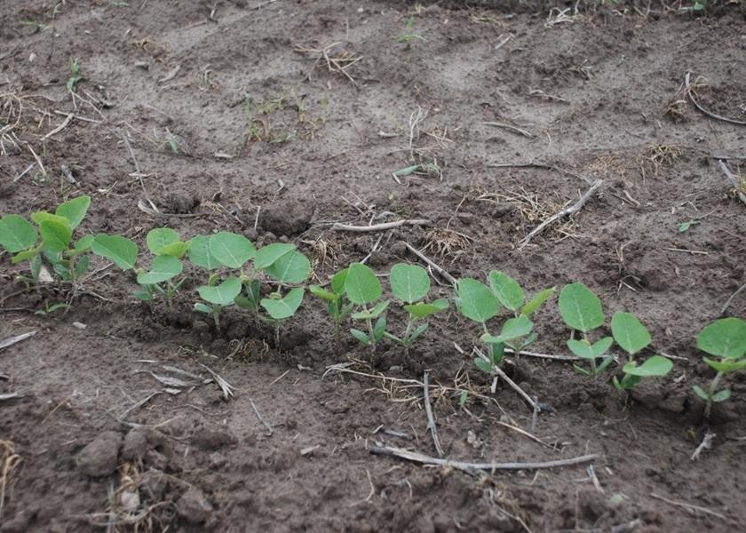 Soybean seed treatments can help you get the most value out of every soybean on every acre.  