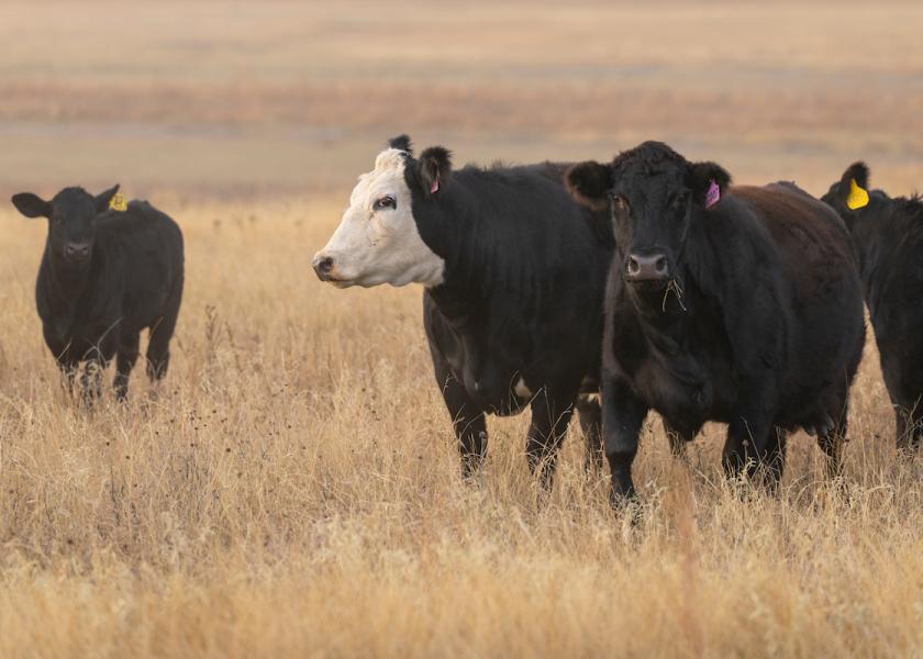Agridime LLC is facing allegations of orchestrating a cattle Ponzi scheme involving $191 million in investor funds and undisclosed sales commissions. 
