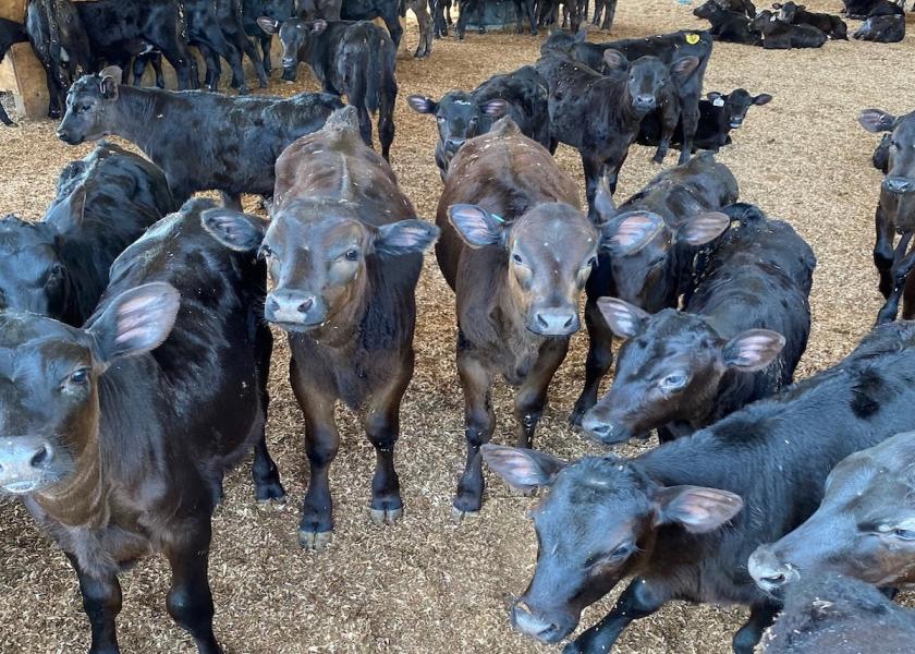 Beef cross calves are currently generating healthy profits for dairies. They also are a welcome addition to the beef supply chain, according to Dr. Zeb Gray, Beef Technical Feedlot Specialist with Diamond V. 
