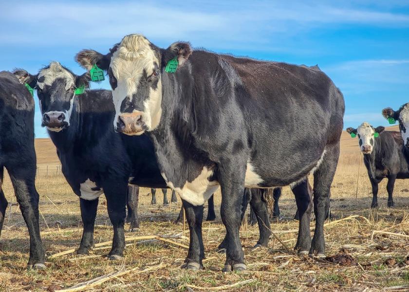 Thin Cows and Limited Hay Resources: What are my options?