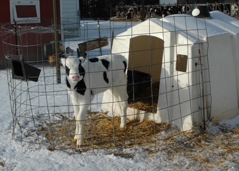 Frigid winter weather ushers in a host of challenges for dairy operations, including keeping newborn calves alive and thriving.