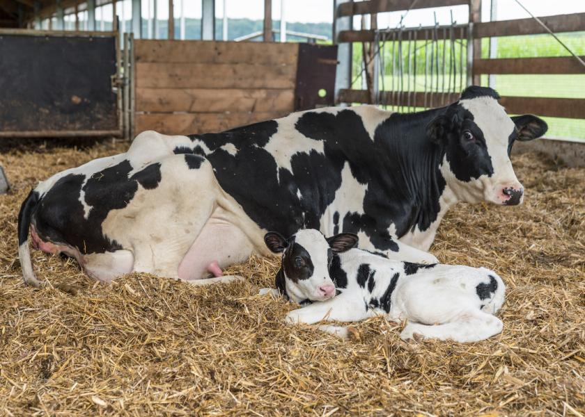 Is the blanket approach of giving calcium boluses really the best route for fresh cows?