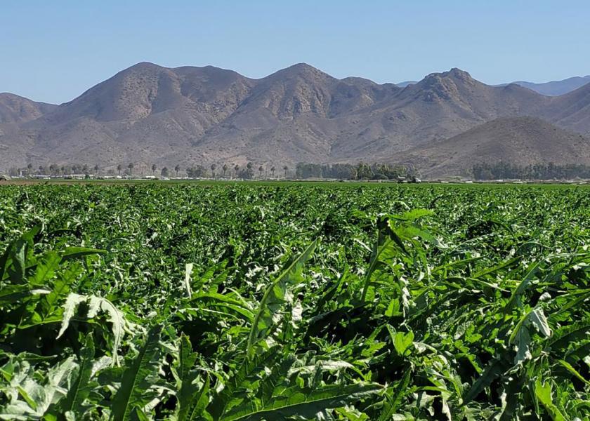 Ocean Mist Farms, a Castroville, Calif.-based grower and marketer of fresh artichokes, says its Oxnard winter crop artichoke program is in full production. 