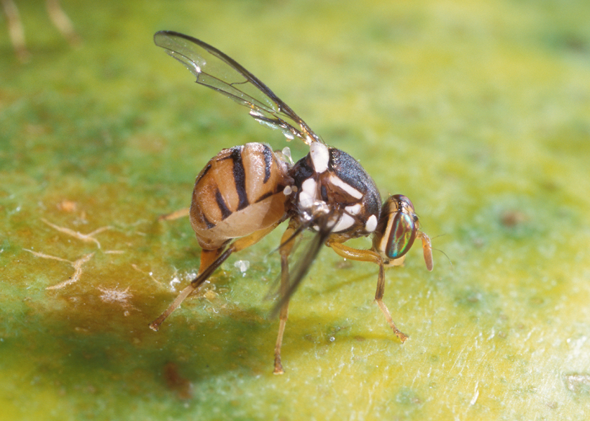 The USDA Animal and Plant Health Inspection Service has given citrus growers in the Redlands Oriental fruit fly quarantine area of San Bernardino and Riverside counties a different treatment approach for the harvest season to move the fruit out of the quarantine area.