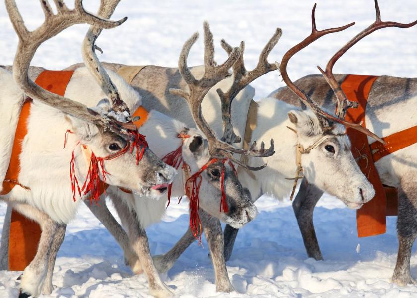 The USDA has granted Mr. Claus and his reindeer a special permit to enter the United States, ensuring a seamless journey for the joy they bring each holiday season.