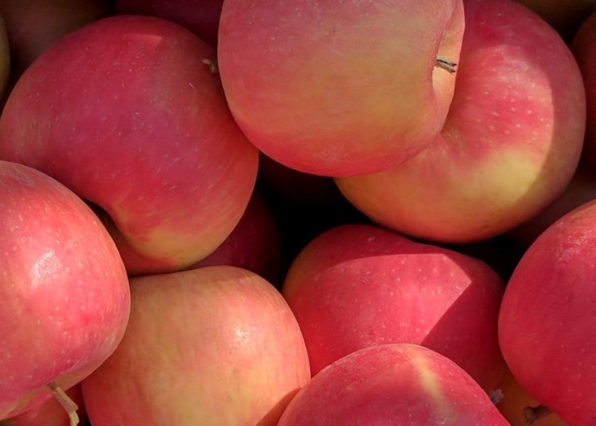 WA 64 is a new Honeycrisp and cripps pink cross developed by Washington State University's fruit breeding program and will be offered to Washington growers through the university's office of commercialization.
