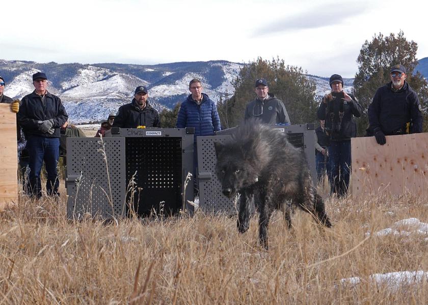 Colorado Parks & Wildlife officials releasing one of the wolves.