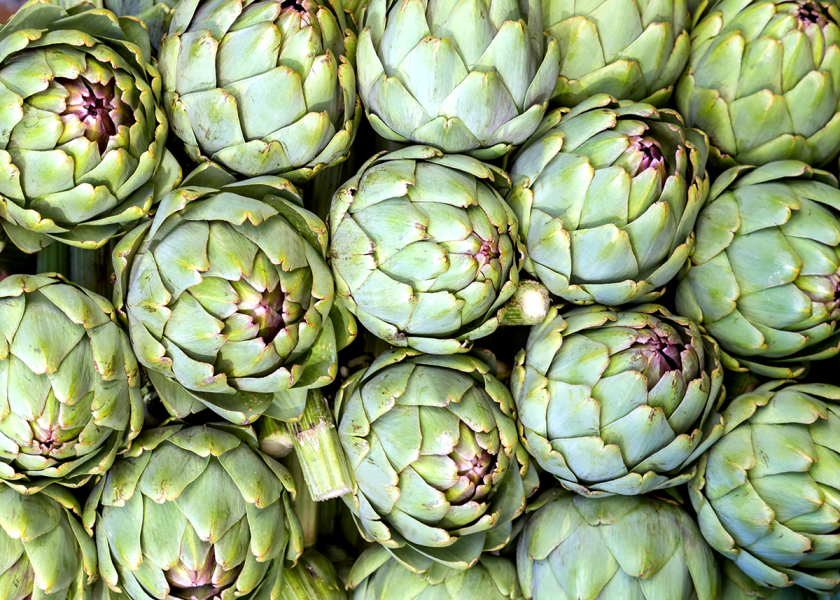 Researchers at the University of Florida hope to identify genetic markers that will lead to artichoke cultivars with better postharvest and storage capabilities.
