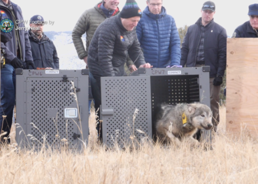 Colorado Governor Jared Polis and CPW officials watch as a relocated gray wolf leaves its cage.