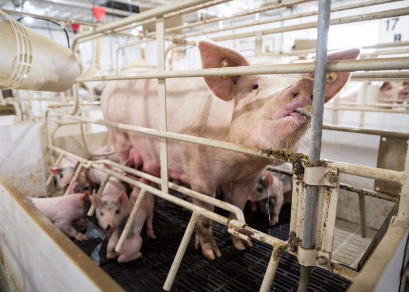 Water-Soluble Antibiotics Provide New Option to Control Sow Health ...