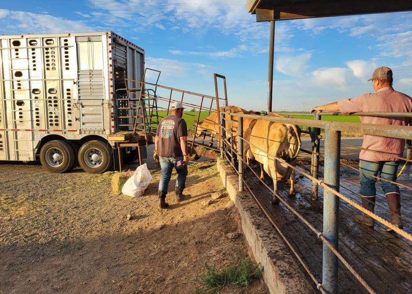 Cattle marketers share they are seeing a strong demand for Jerseys coming from several regions of the U.S.— the Central Plains and I-29 corridor, the Upper Midwest, West Texas, and even the Northeast.