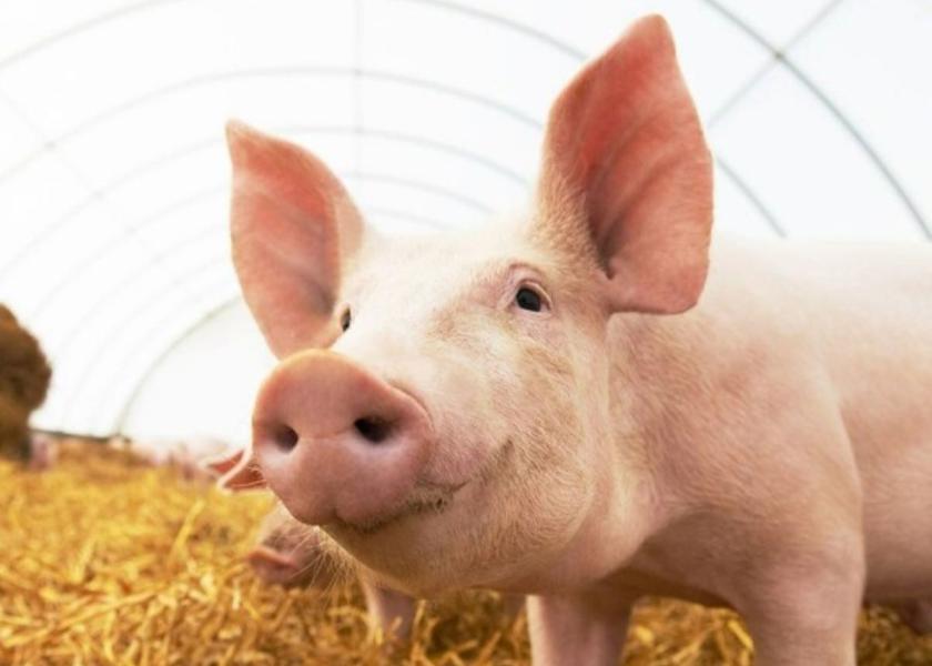 This research was published in Antiviral Research and shows the gene-edited pigs were completely resistant to PRRSV-2 infection. 