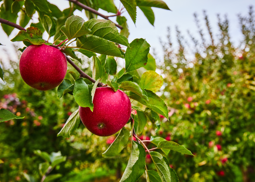 The U.S. Apple Association reported some movement of fresh and processing apples in its January 2024 report, however, the current state of fresh apple holdings is still up 33% year over year.