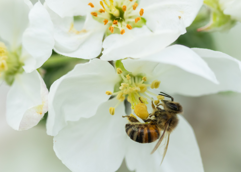 BeeHero, a technology platform, helps beekeepers track activity in their hives.