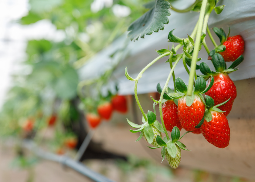 A project will research the growth and yield of different strawberry cultivars when using beneficial microorganisms in a controlled atmosphere agricultural environment.

