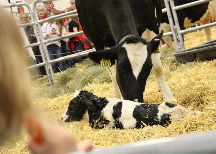 Viewers have the opportunity to help name the calves, and can sign up to receive text updates at the show when calvings are imminent.