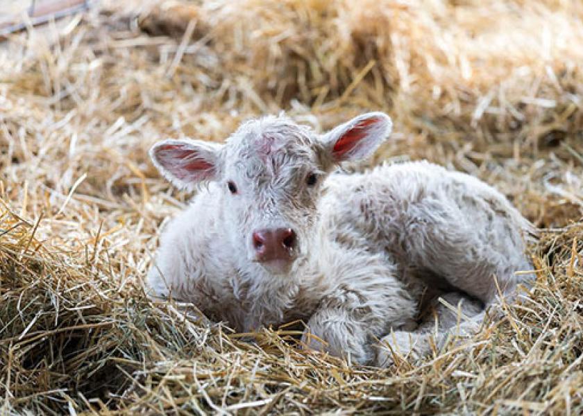 A comfort care plan can include offering dry bedding to the calves.