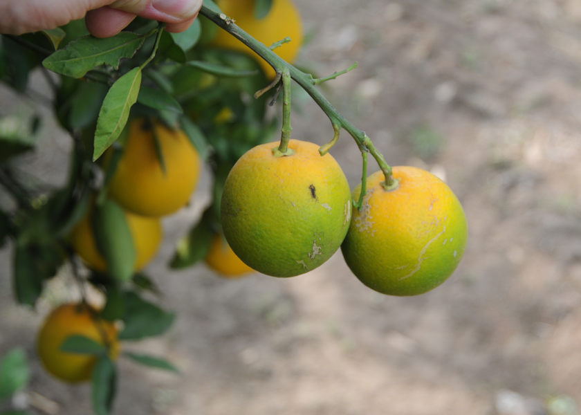 USDA’s Animal and Plant Health Inspection Service once again expands the huanglongbing quarantine area in California to slow the spread of the Asian citrus psyllid, which is a vector for the disease.