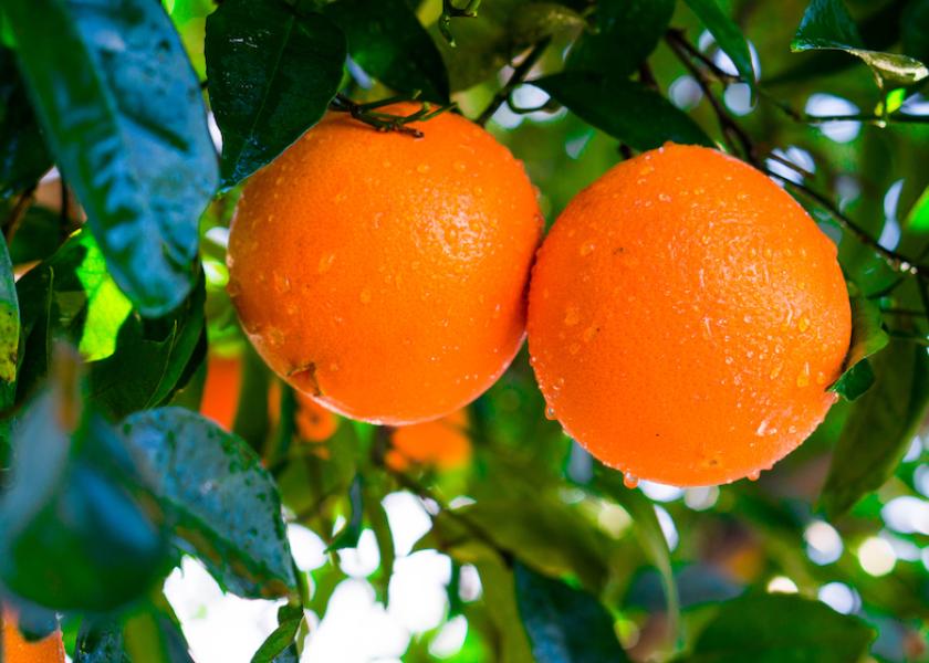 Progressive Produce has expanded its organic citrus program, company officials said.