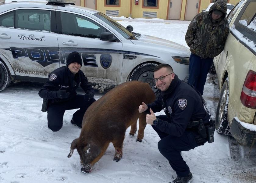 Officer Miniard (left) and Officer Atkin (right) with the escaped pig in Richmond, Ky.