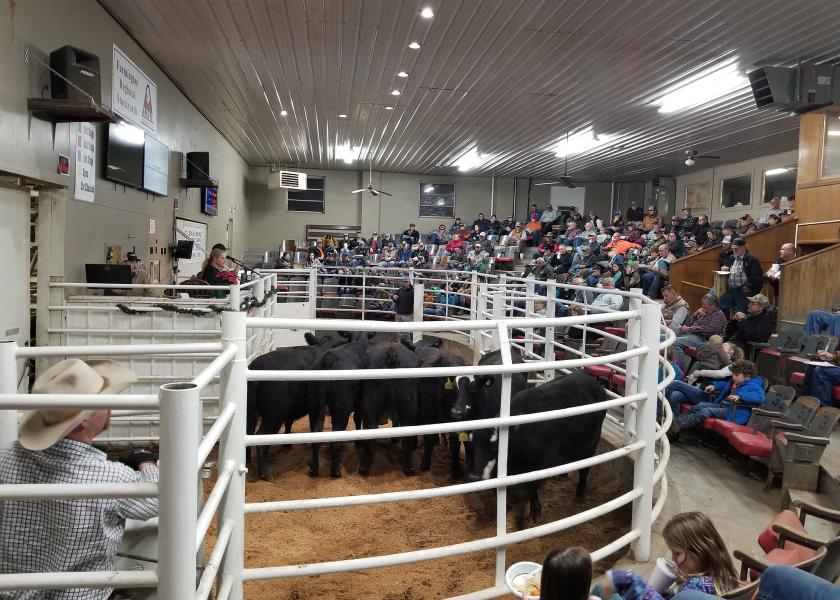 Six heifers consigned by Greg Tharp, Naylor, Mo., selling at the Show-Me-Select heifer sale at Farmington Regional Stockyards in 2022.