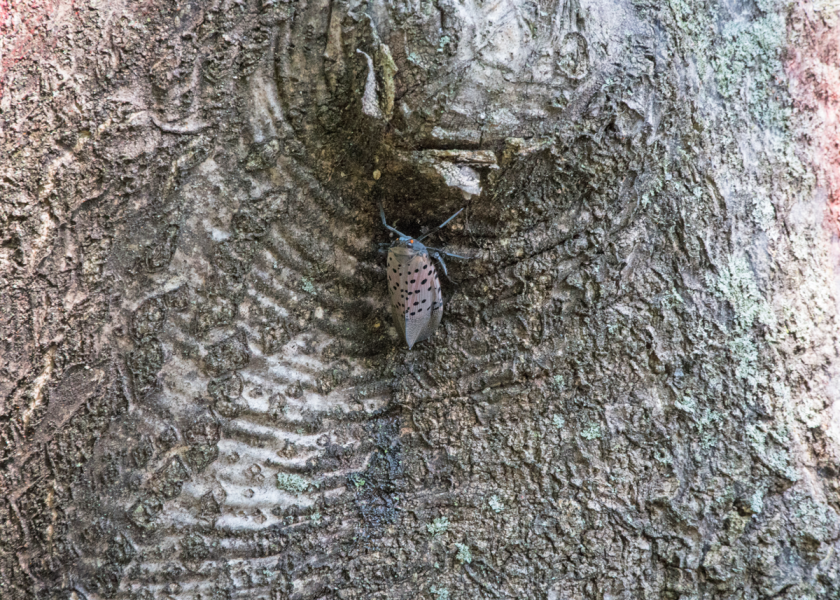 The New Jersey Department of Agriculture will offer grants to help counties and municipalities control and slow the spread of spotted lanternfly. The pest is a well-known hitchhiker, and females can lay eggs on almost any surface, including tree trunks.